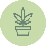 Early Bird – Sativa Hemp Flower 7g Quarter/Oz hemp flower icon