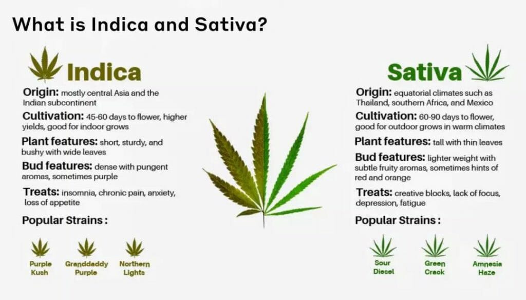 Types of Hemp Flower