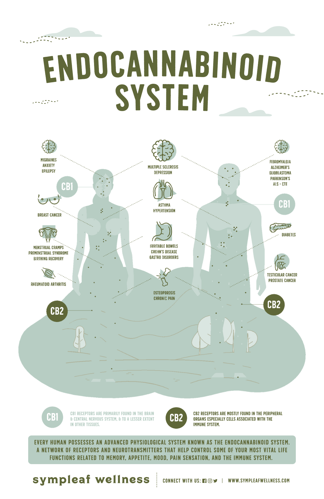 What is your Endocannabinoid System and How does it impact you ?