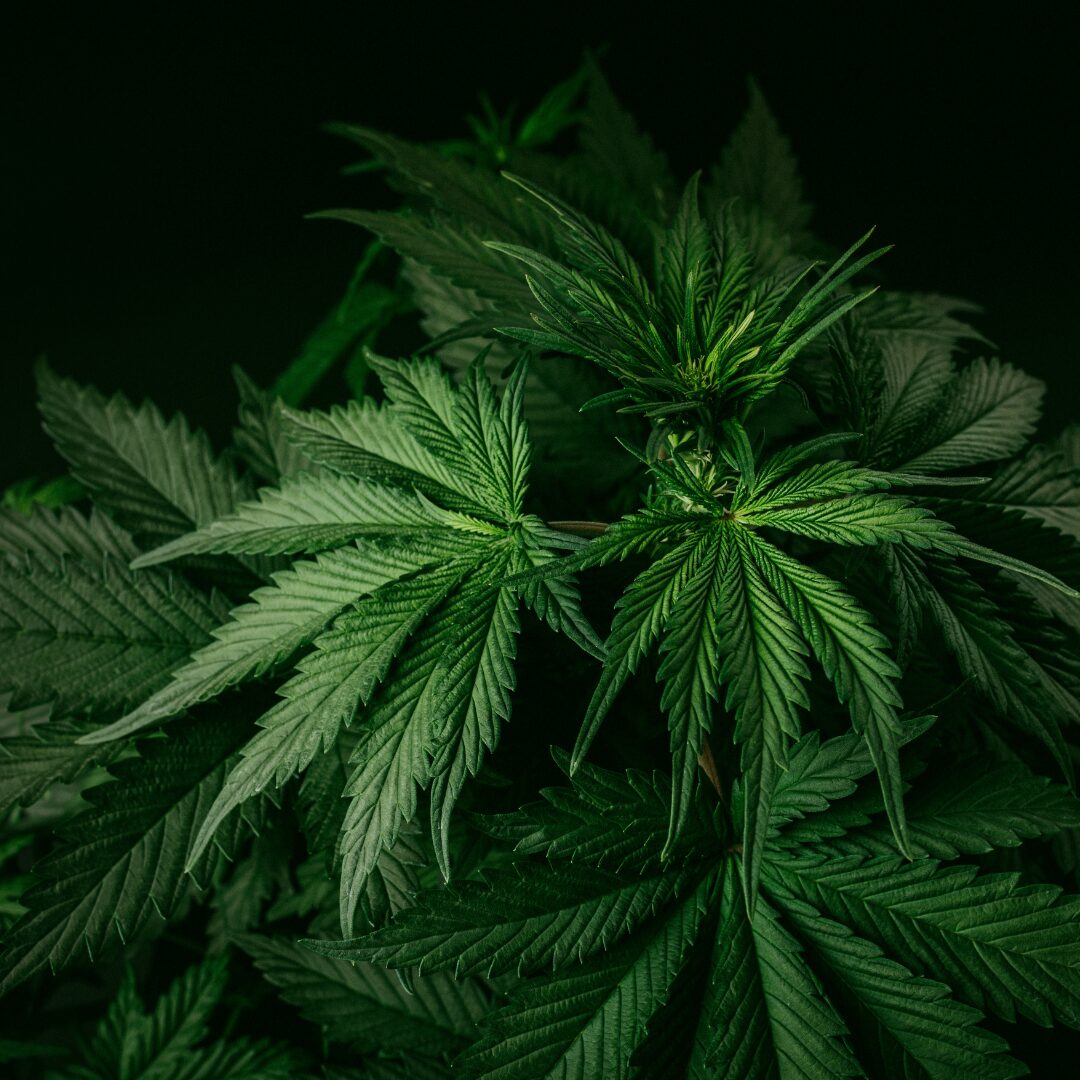 Cannabis Unity Day: Georgia Speaks Loudly in 2026