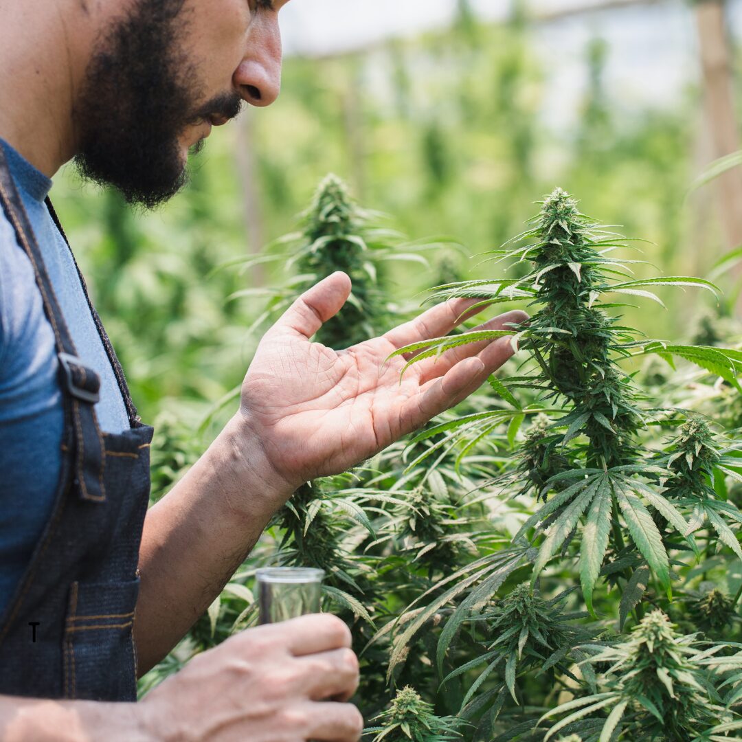 Why the Future of Hemp Is On the Line and What That Means for You