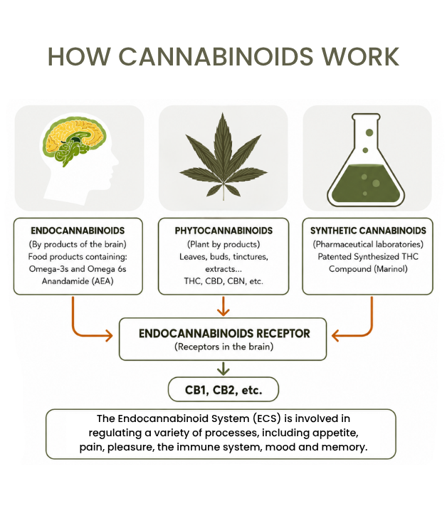 HOW CANNABINOIDS WORK